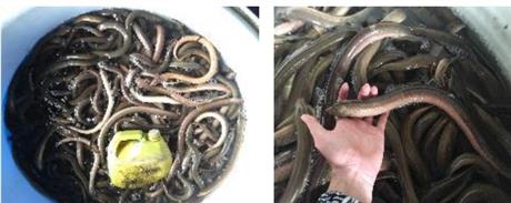 Mô hình nuôi lươn thương phẩm hiệu quả cao